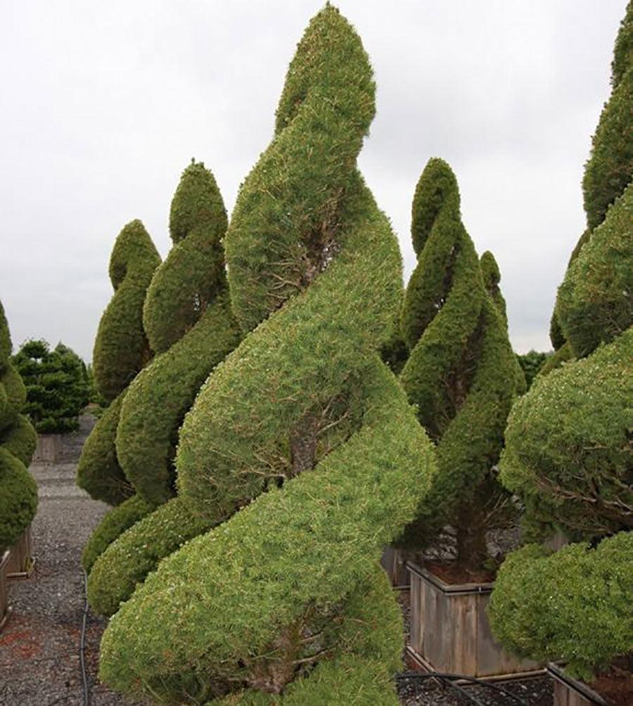 E Picea Conica Double Spiral Topiary - View 11 from www redcrocus com