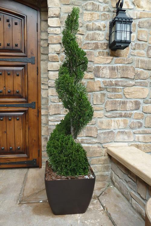 E Picea Conica Double Spiral Topiary - View 12 from www redcrocus com
