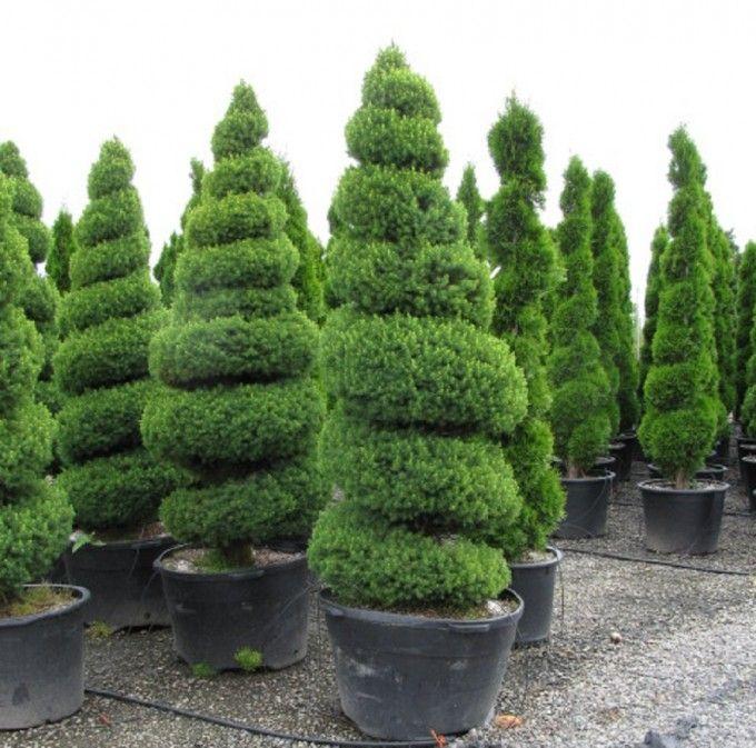 E Picea Conica Double Spiral Topiary - View 13 from www redcrocus com