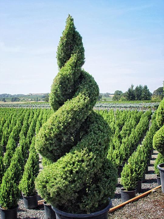 E Picea Conica Double Spiral Topiary - View 18 from www redcrocus com