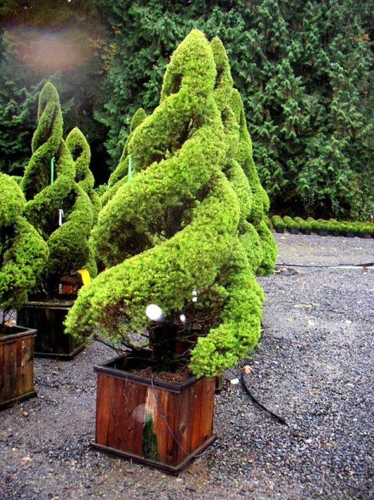 E Picea Conica Double Spiral Topiary - View 1 from www redcrocus com