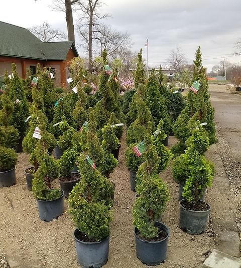 E Picea Conica Double Spiral Topiary - View 20 from www redcrocus com