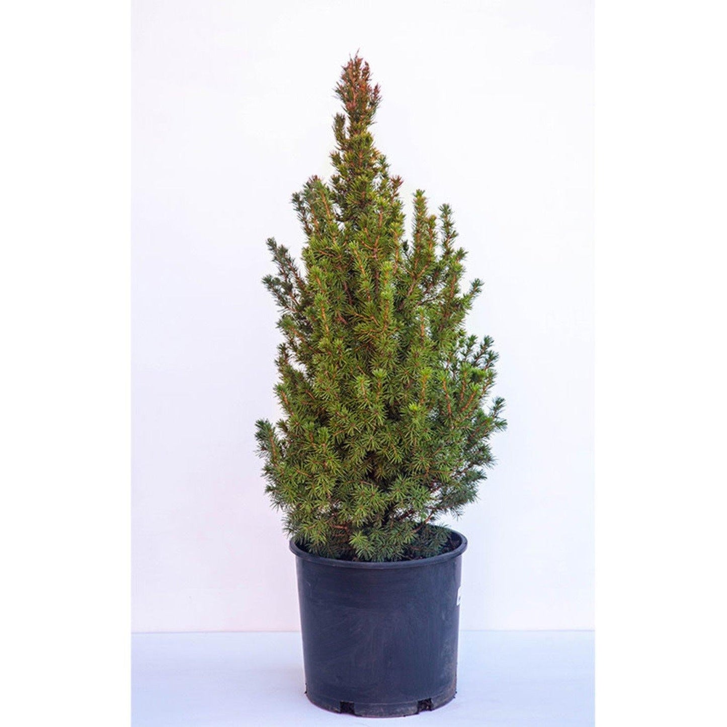 E Picea Conica Double Spiral Topiary - View 21 from www redcrocus com