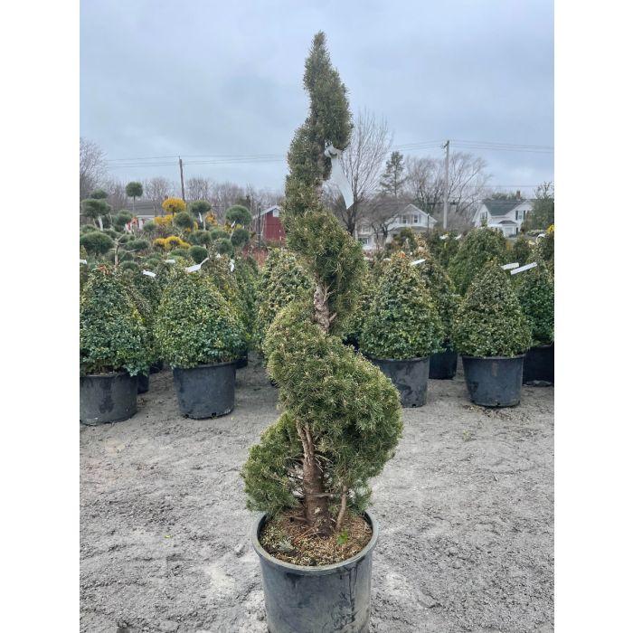 E Picea Conica Double Spiral Topiary - View 24 from www redcrocus com