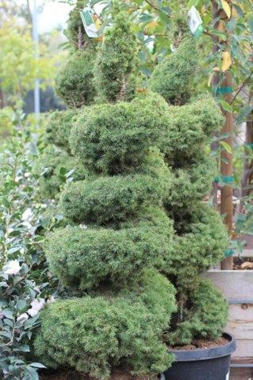 E Picea Conica Double Spiral Topiary - View 25 from www redcrocus com