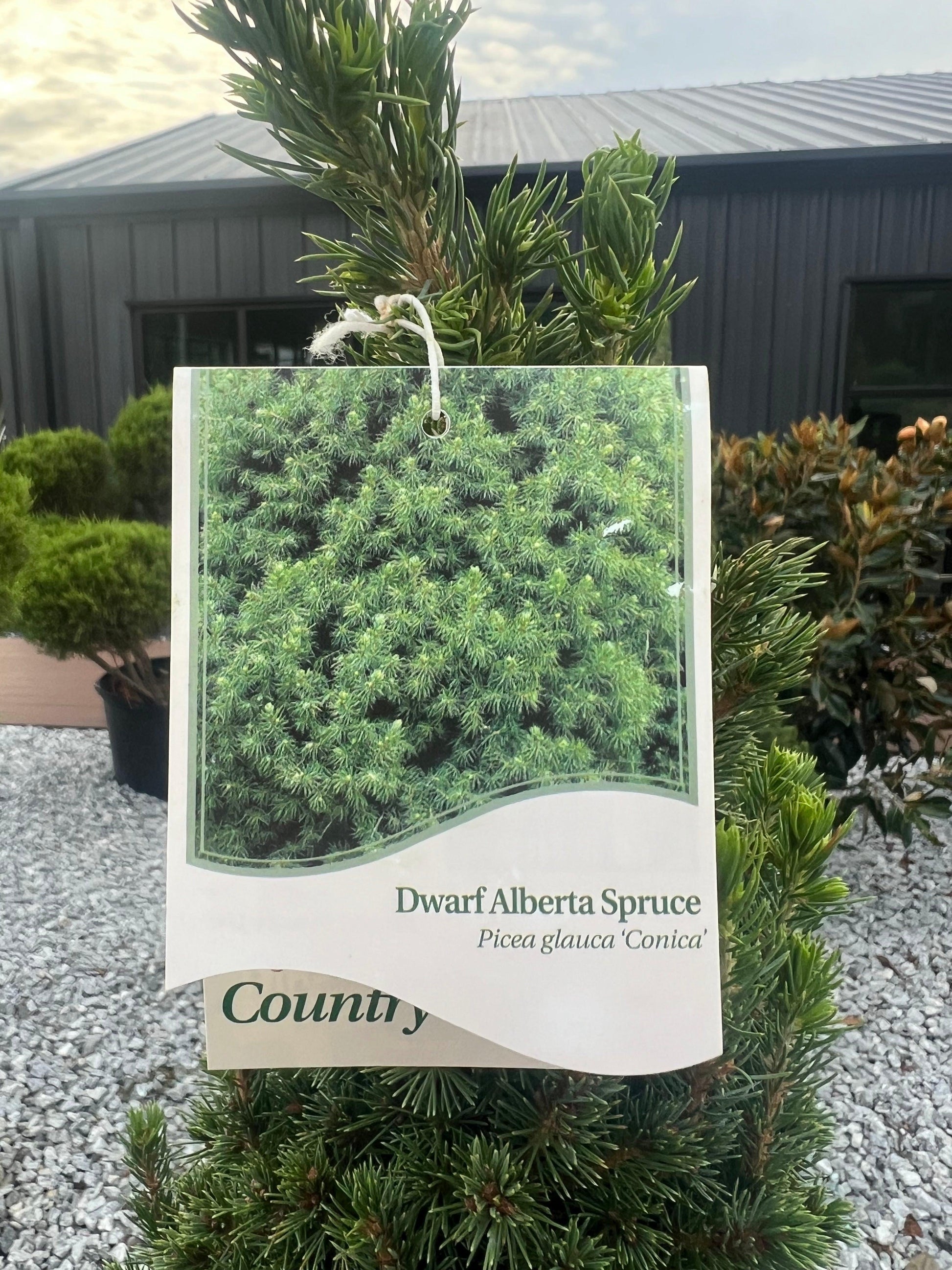 E Picea Conica Double Spiral Topiary - View 27 from www redcrocus com