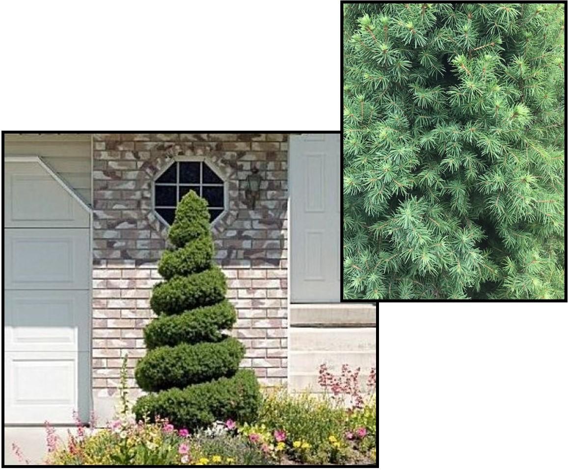 E Picea Conica Double Spiral Topiary - View 28 from www redcrocus com