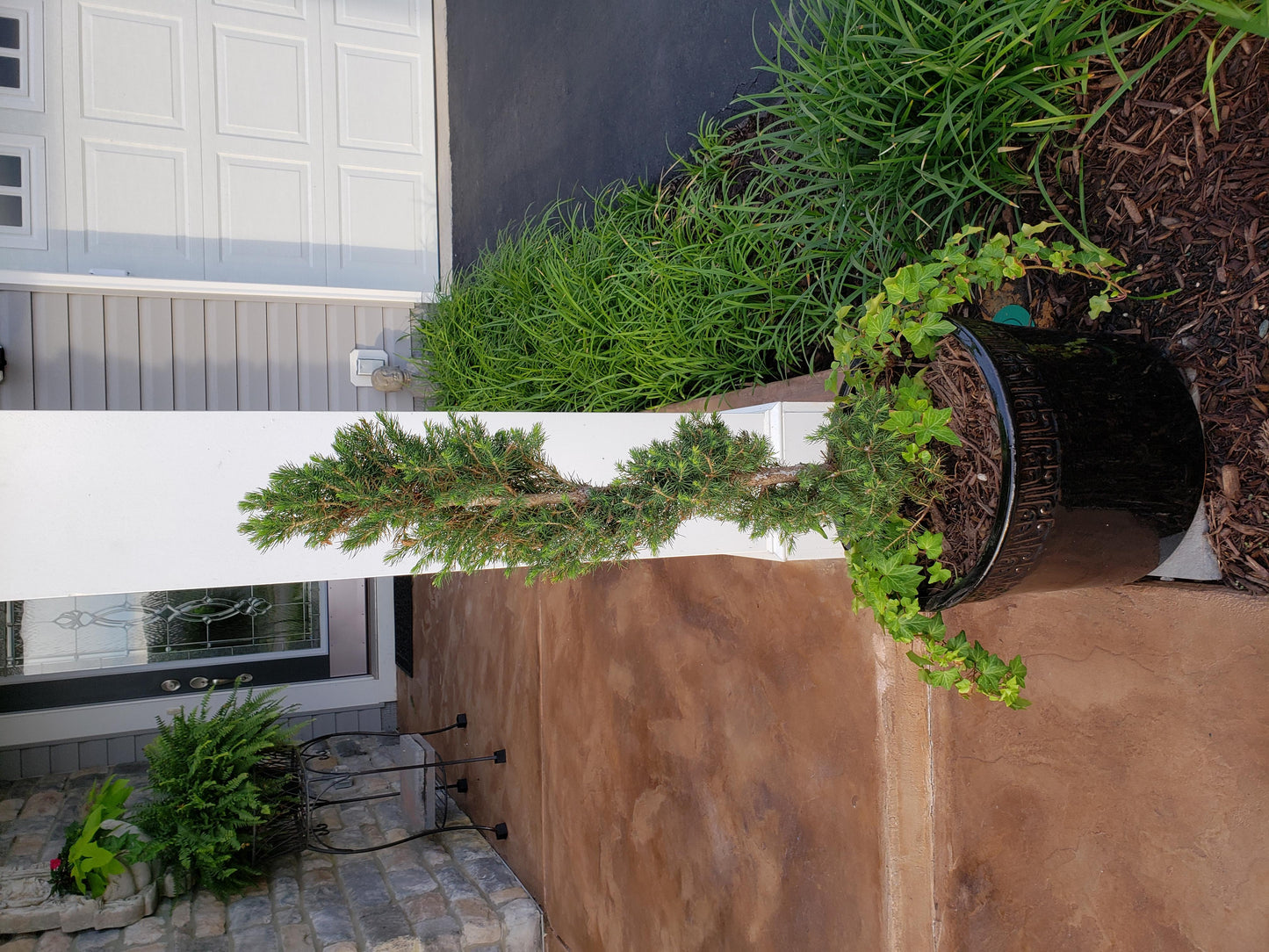 E Picea Conica Double Spiral Topiary - View 6 from www redcrocus com