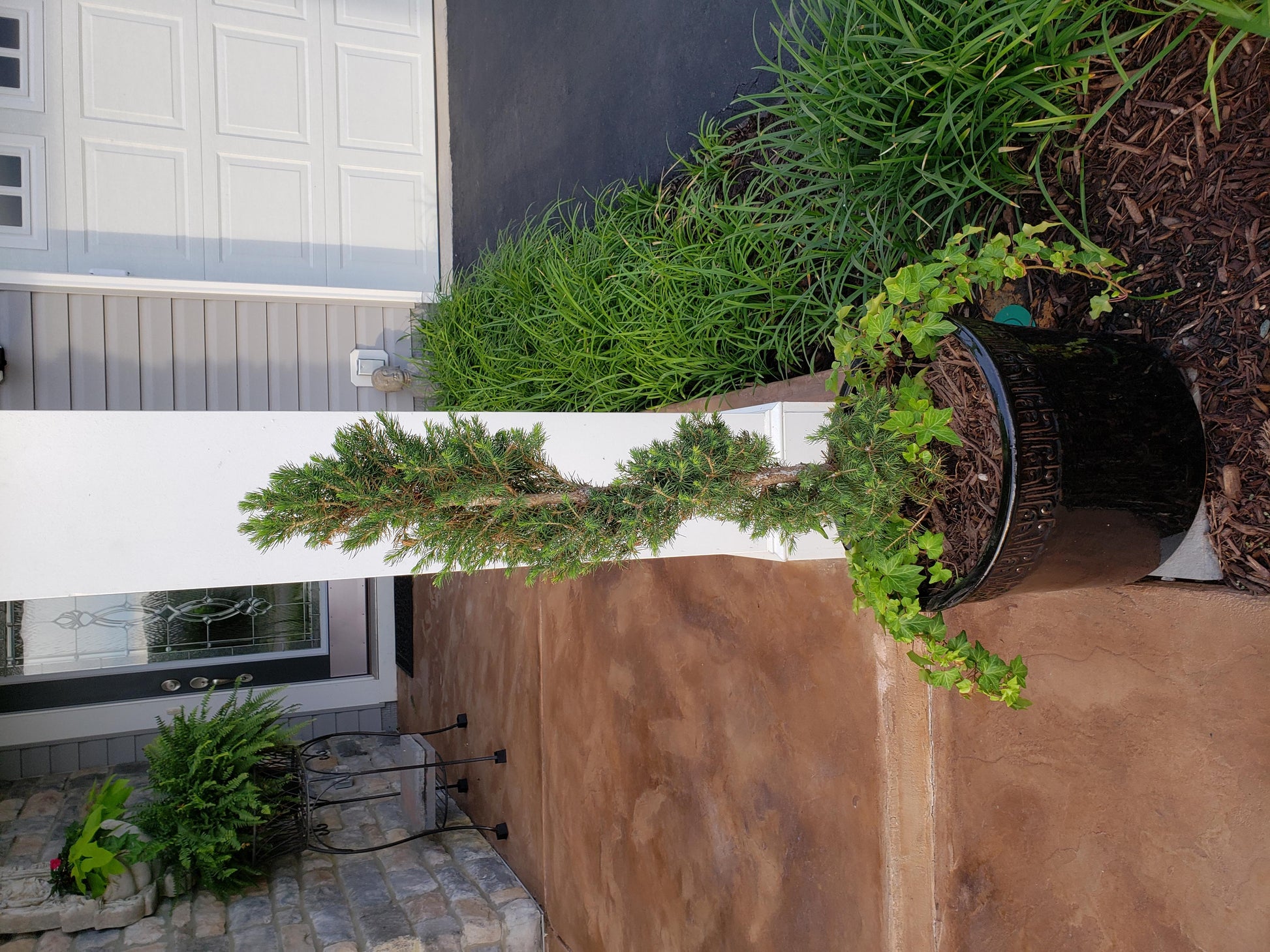 E Picea Conica Double Spiral Topiary - View 6 from www redcrocus com