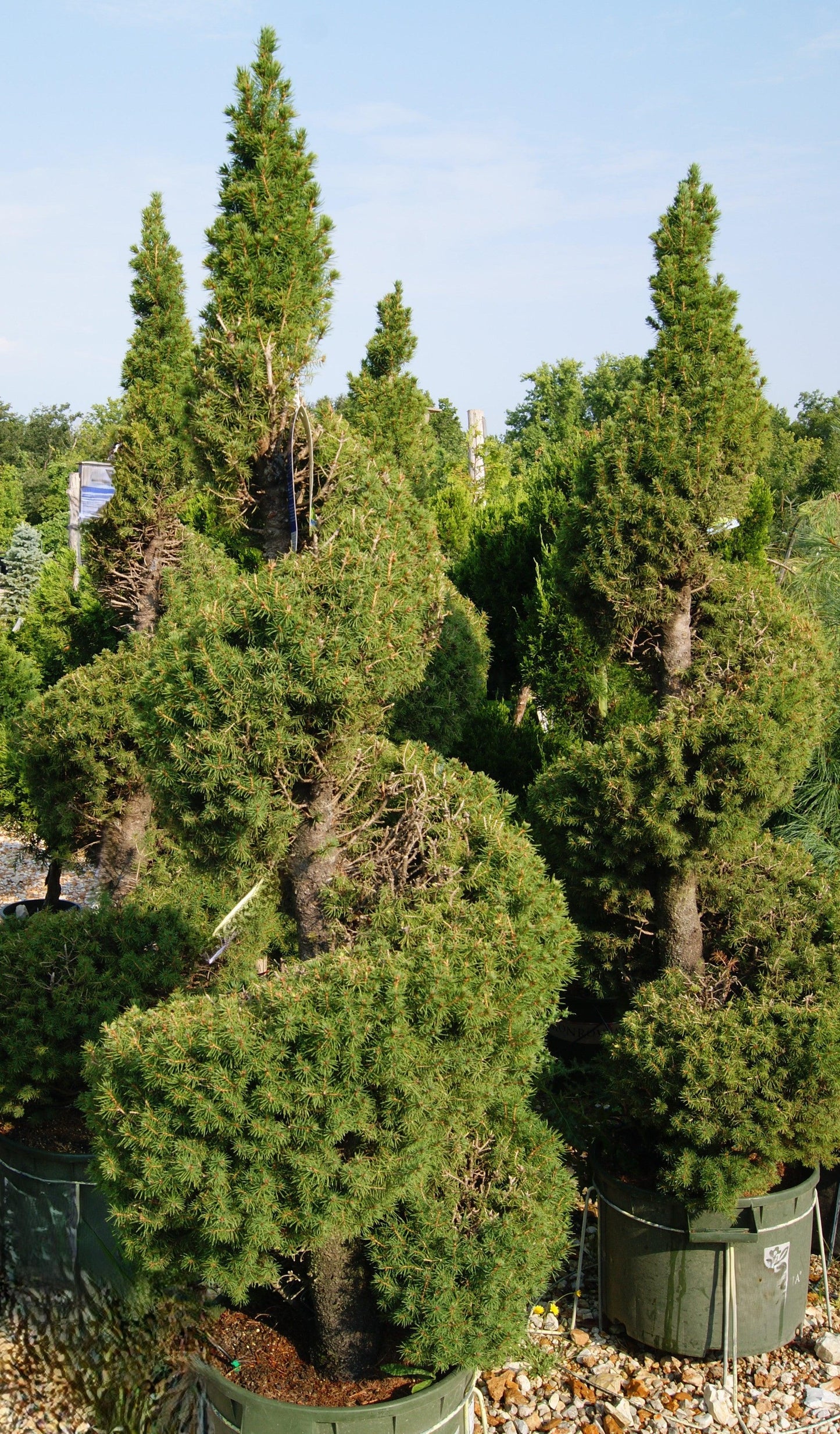 E Picea Conica Double Spiral Topiary - View 7 from www redcrocus com