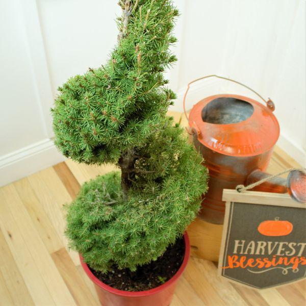 E Picea Conica Double Spiral Topiary - View 8 from www redcrocus com