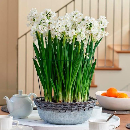Paperwhite Bulbs Potted Bulbs Per Pot - View 1 from www redcrocus com