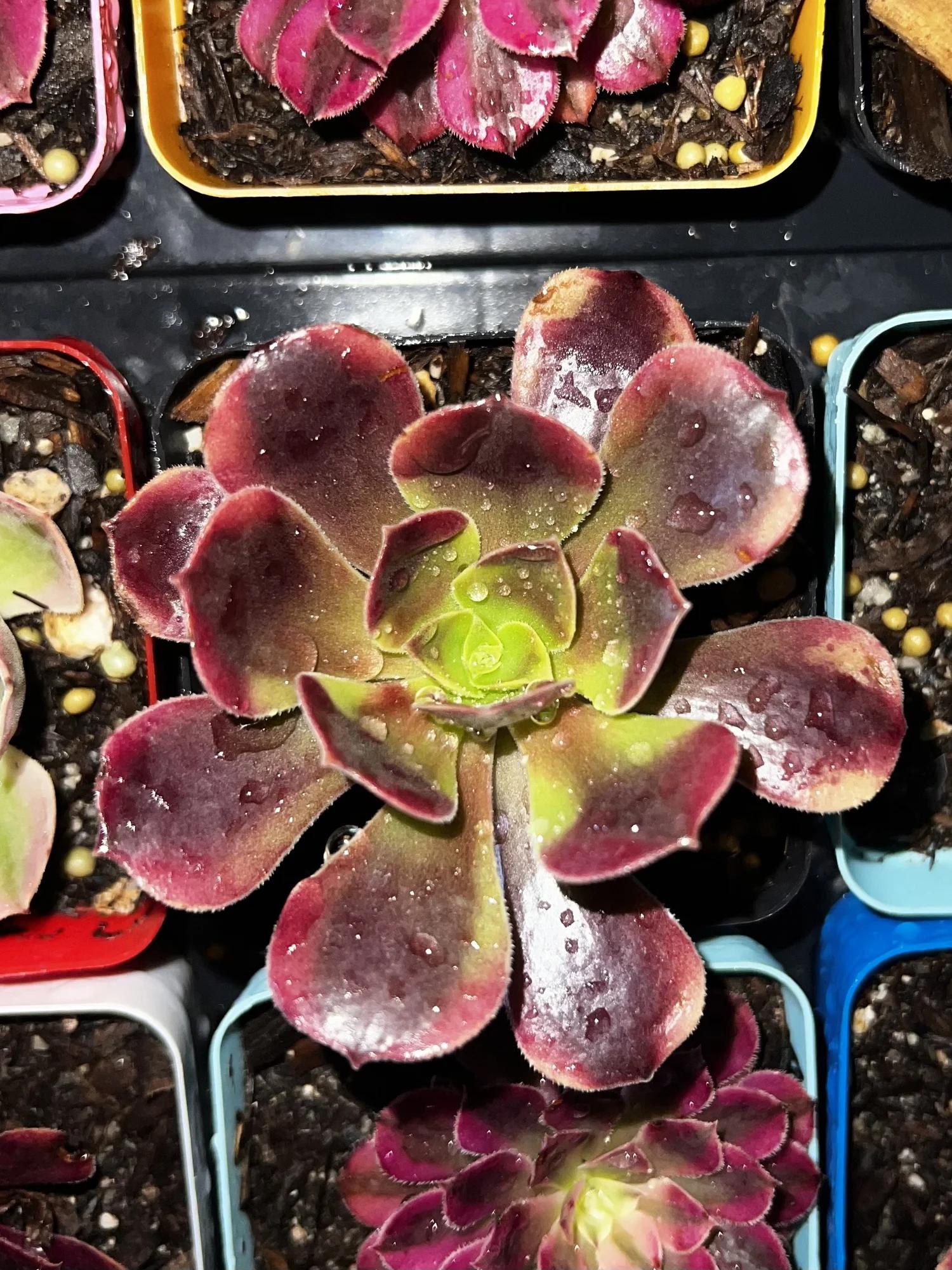 E9 Succulent Aeonium Valor Rare - View 10 from www redcrocus com