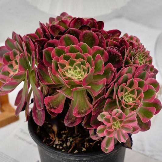 E9 Succulent Aeonium Valor Rare - View 11 from www redcrocus com
