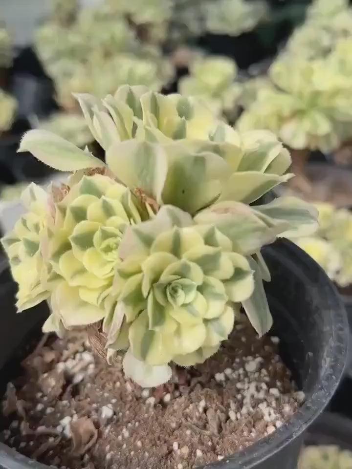 E9 Succulent Aeonium Valor Rare - View 12 from www redcrocus com