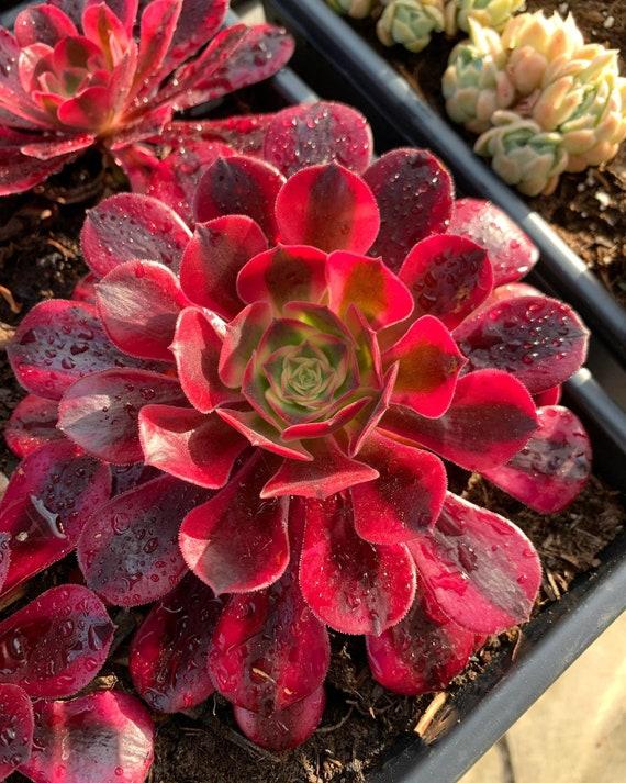 E9 Succulent Aeonium Valor Rare - View 13 from www redcrocus com