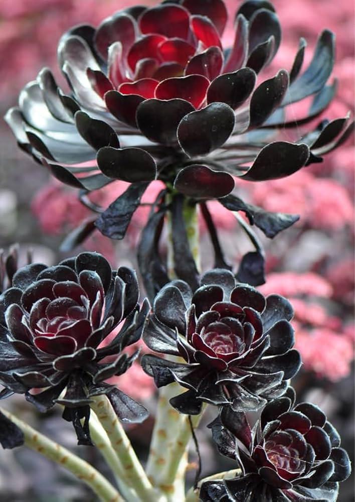 E9 Succulent Aeonium Valor Rare - View 16 from www redcrocus com