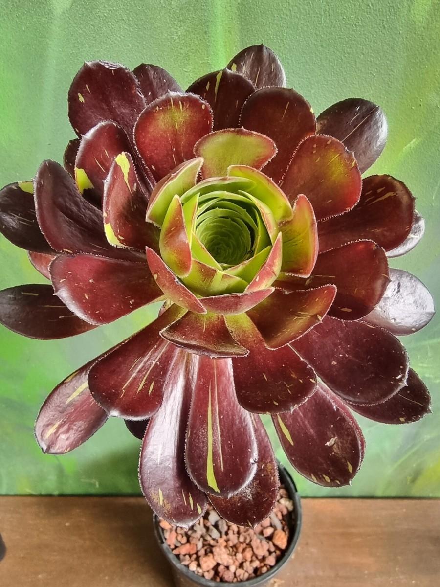 E9 Succulent Aeonium Valor Rare - View 17 from www redcrocus com