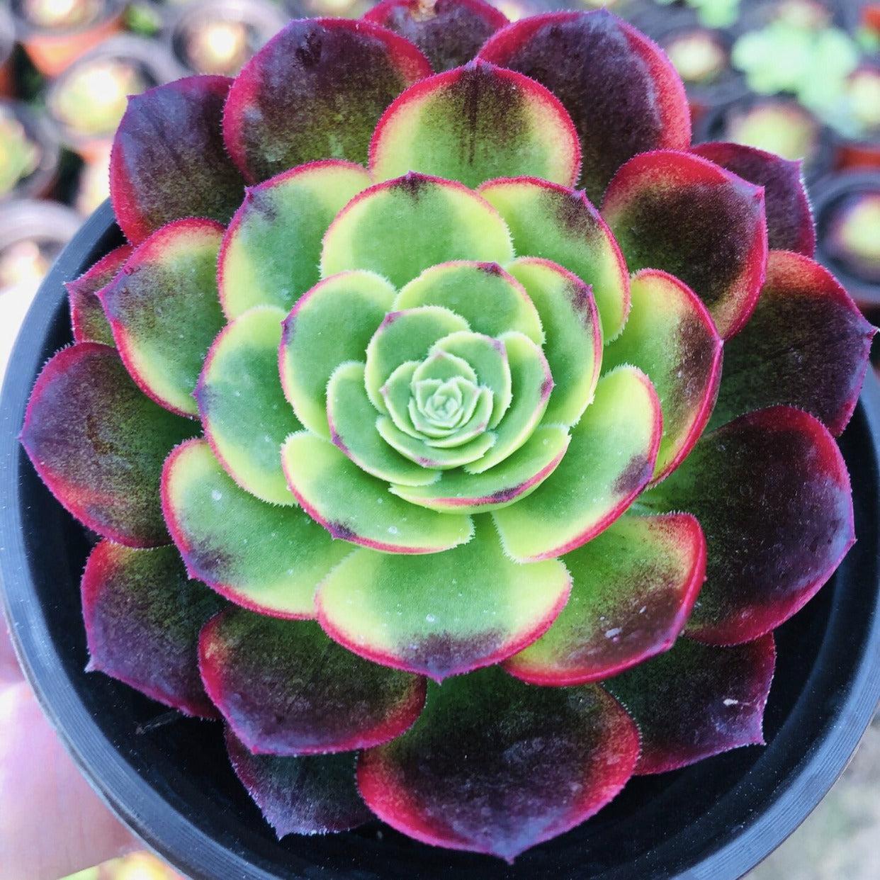 E9 Succulent Aeonium Valor Rare - View 18 from www redcrocus com