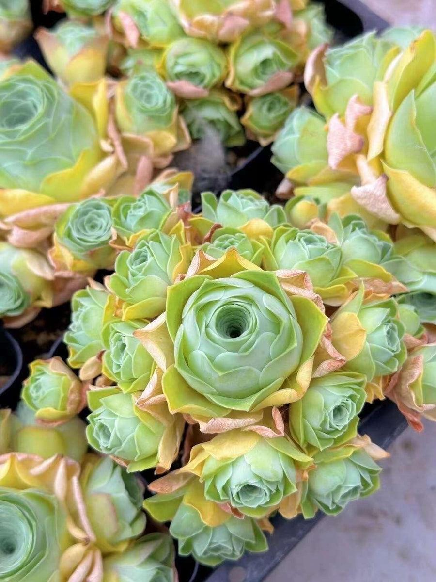 E9 Succulent Aeonium Valor Rare - View 19 from www redcrocus com