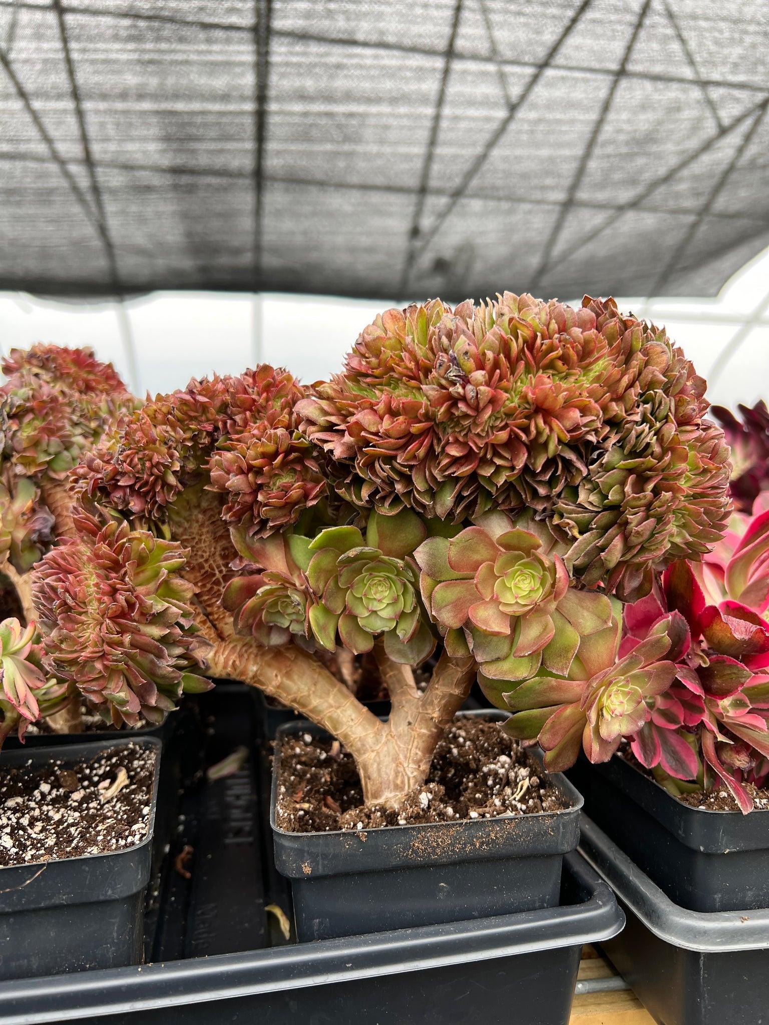 E9 Succulent Aeonium Valor Rare - View 20 from www redcrocus com