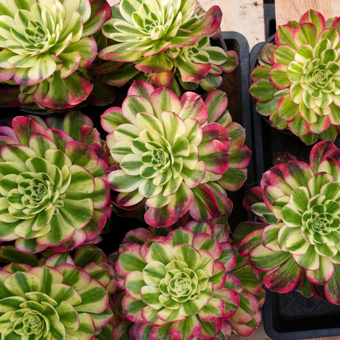 E9 Succulent Aeonium Valor Rare - View 21 from www redcrocus com