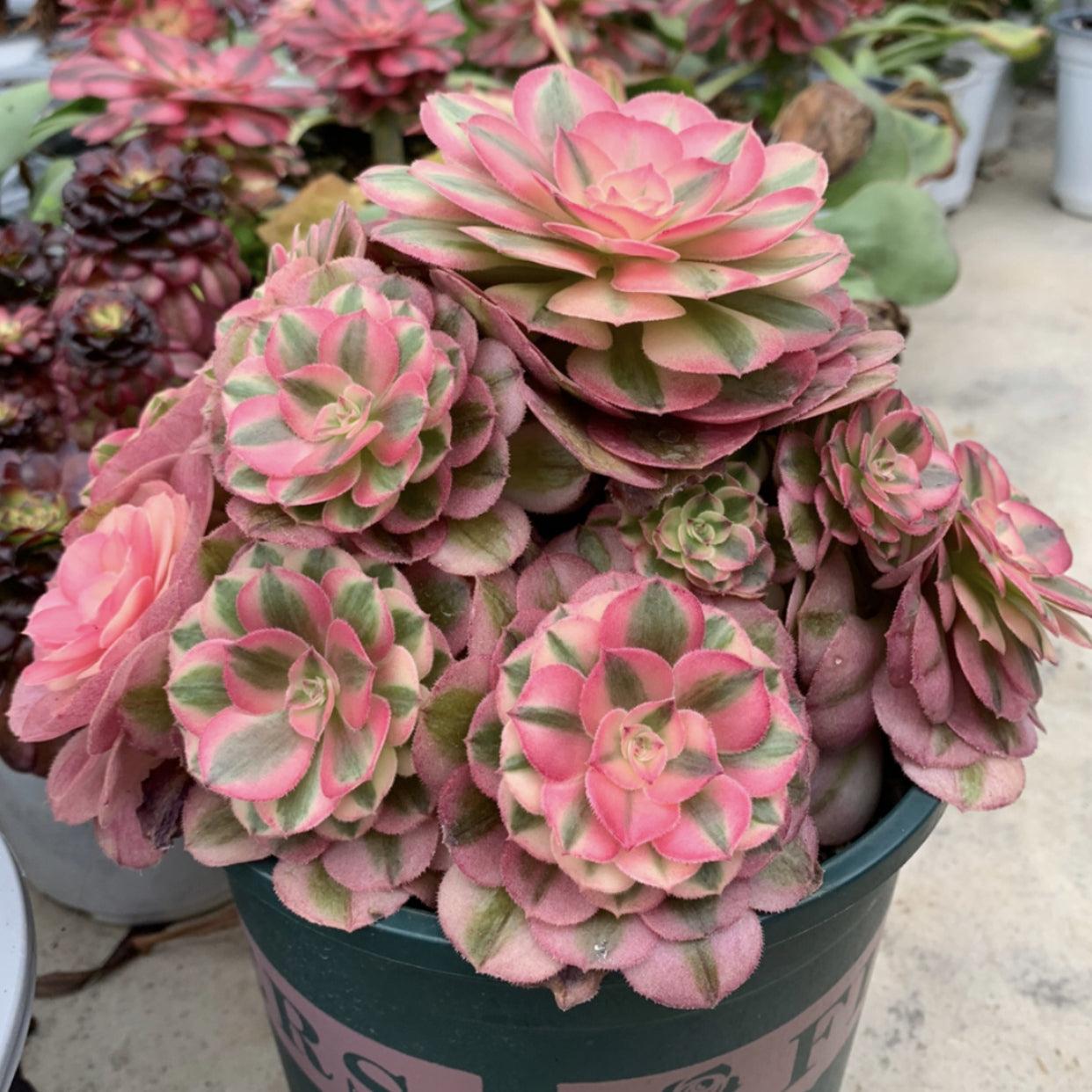 E9 Succulent Aeonium Valor Rare - View 23 from www redcrocus com