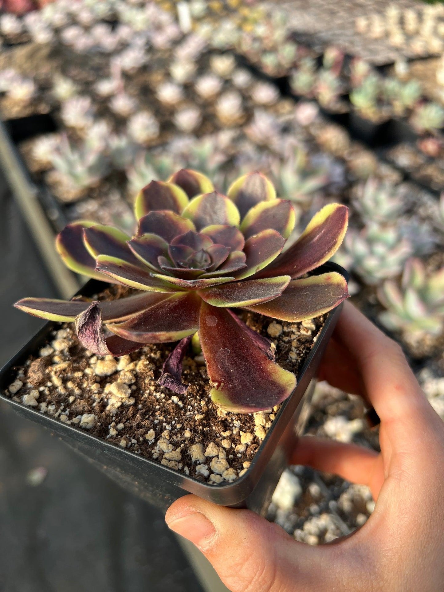 E9 Succulent Aeonium Valor Rare - View 26 from www redcrocus com