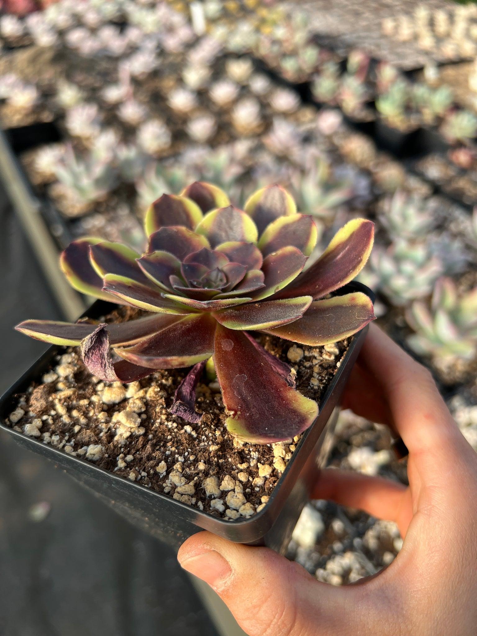 E9 Succulent Aeonium Valor Rare - View 26 from www redcrocus com