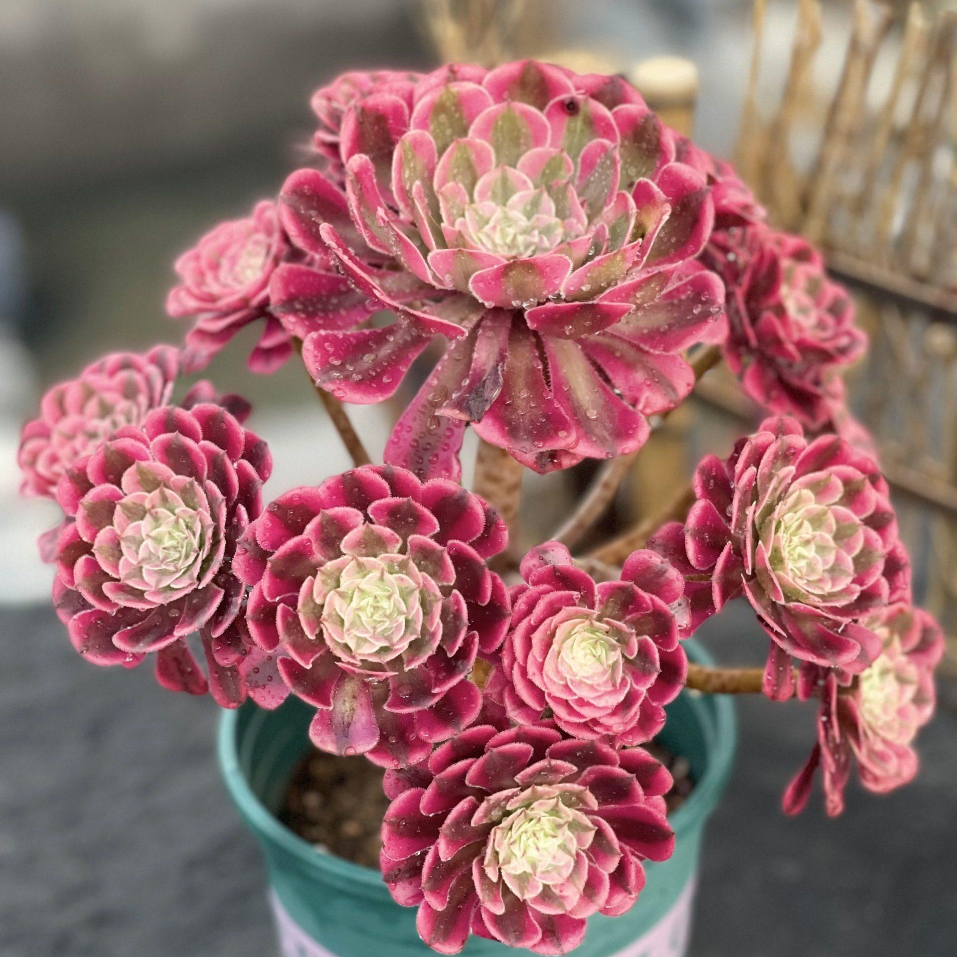 E9 Succulent Aeonium Valor Rare - View 27 from www redcrocus com