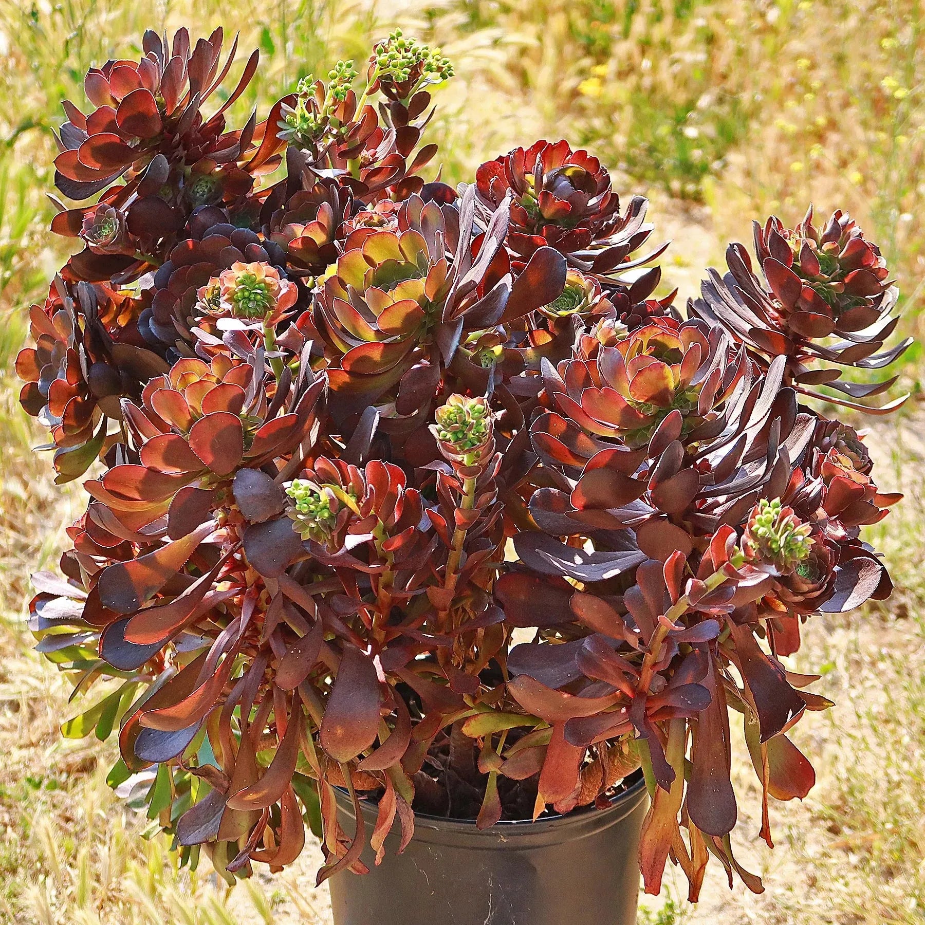 E9 Succulent Aeonium Valor Rare - View 29 from www redcrocus com
