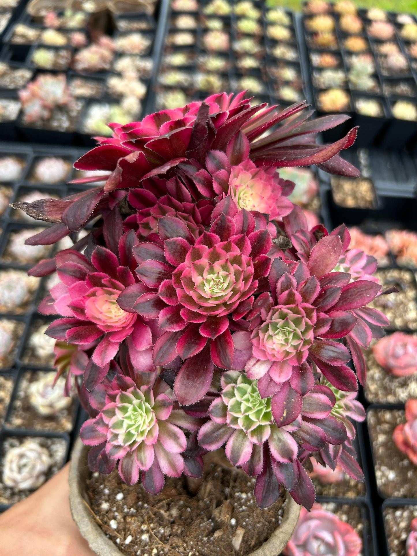 E9 Succulent Aeonium Valor Rare - View 2 from www redcrocus com