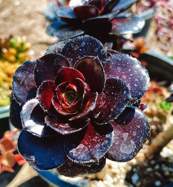 E9 Succulent Aeonium Valor Rare - View 30 from www redcrocus com