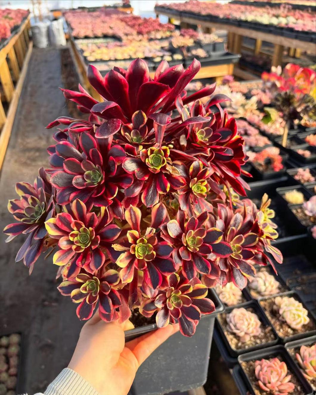 E9 Succulent Aeonium Valor Rare - View 33 from www redcrocus com