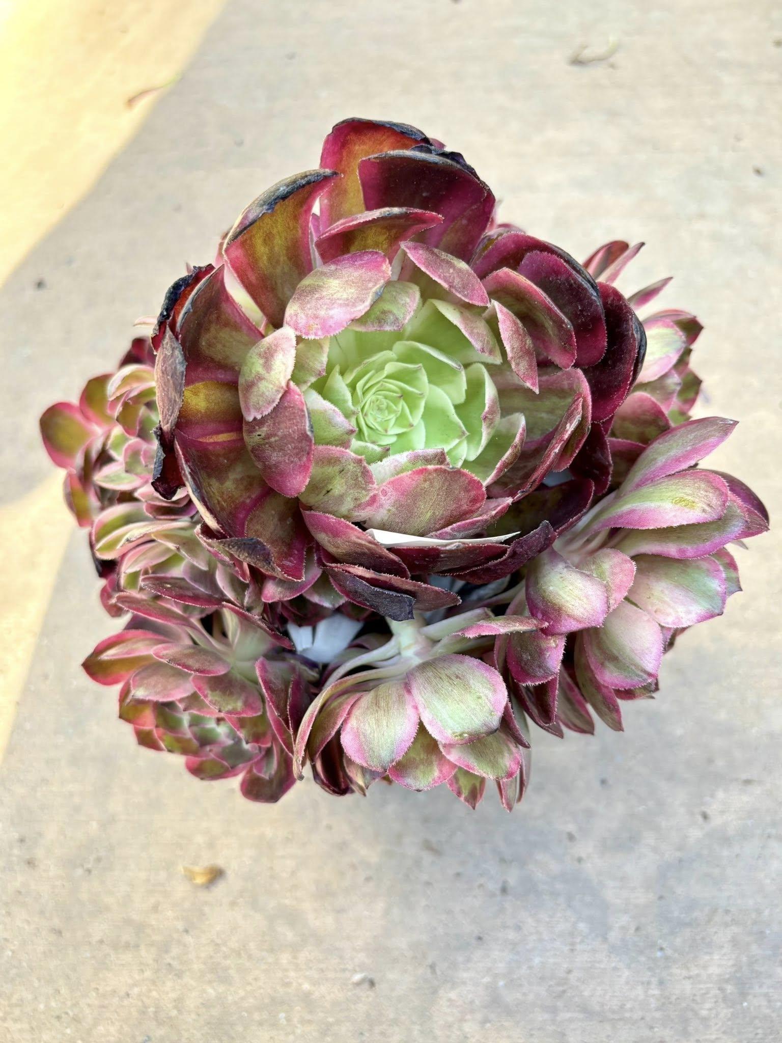 E9 Succulent Aeonium Valor Rare - View 34 from www redcrocus com