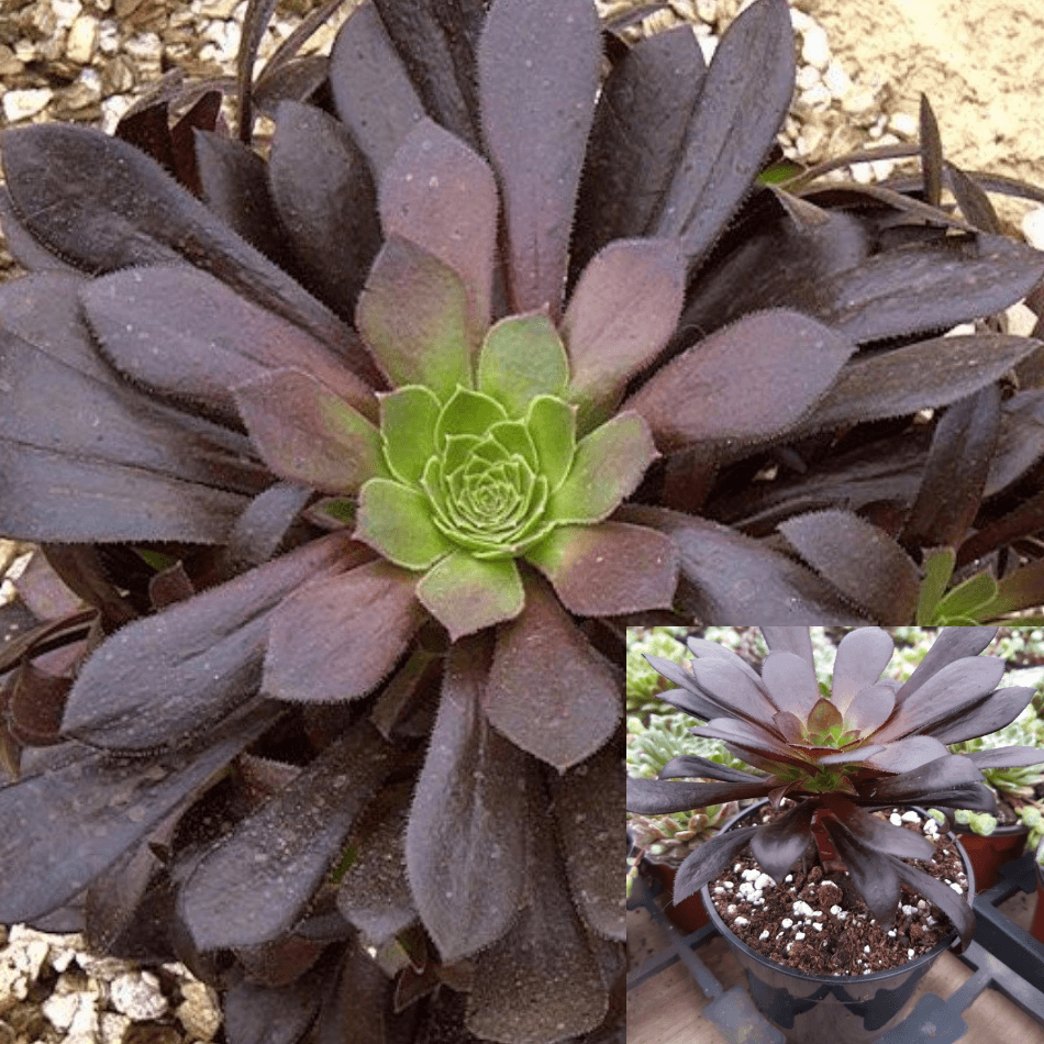 E9 Succulent Aeonium Valor Rare - View 35 from www redcrocus com