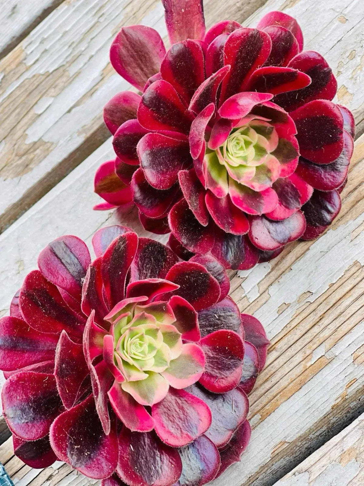 E9 Succulent Aeonium Valor Rare - View 36 from www redcrocus com