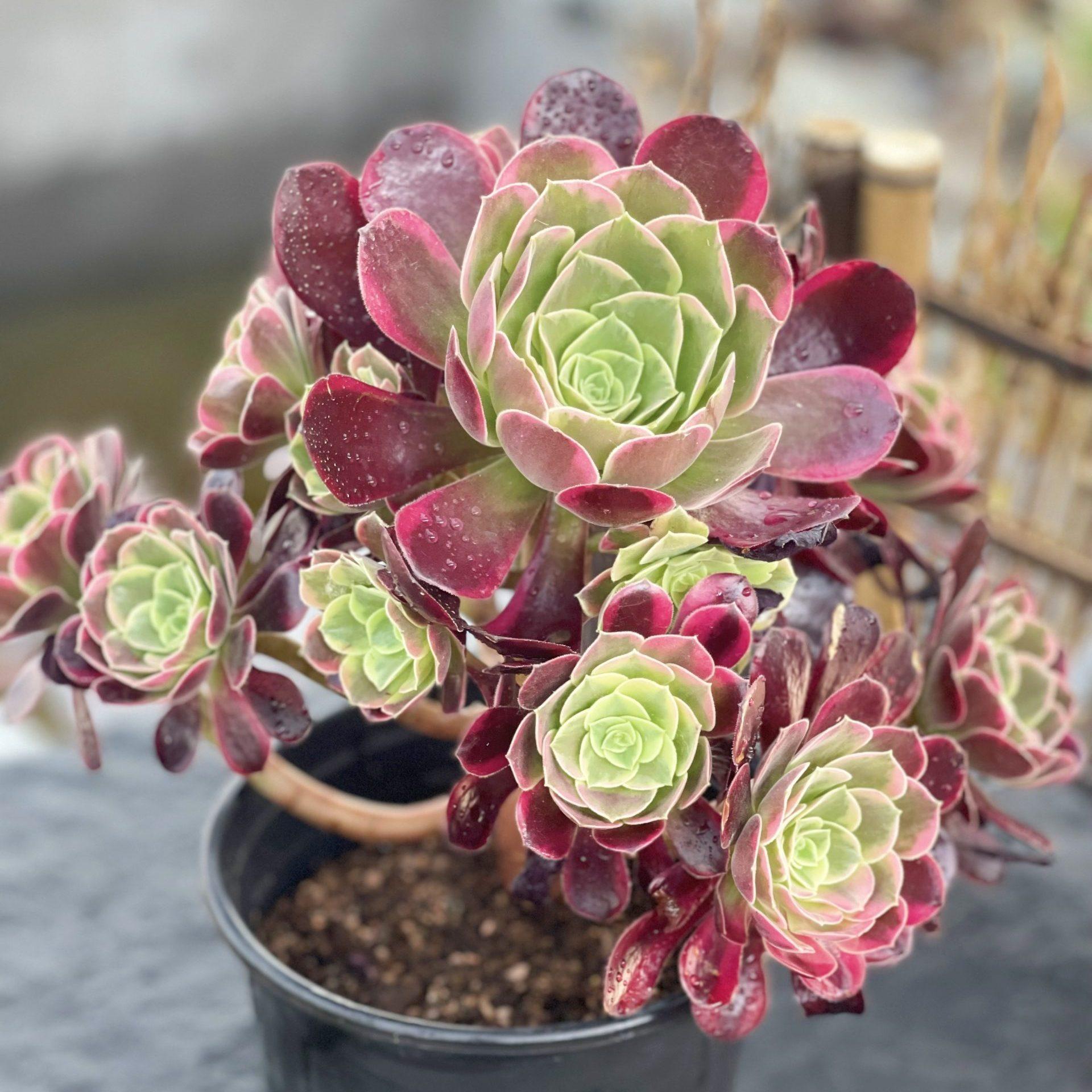 E9 Succulent Aeonium Valor Rare - View 3 from www redcrocus com