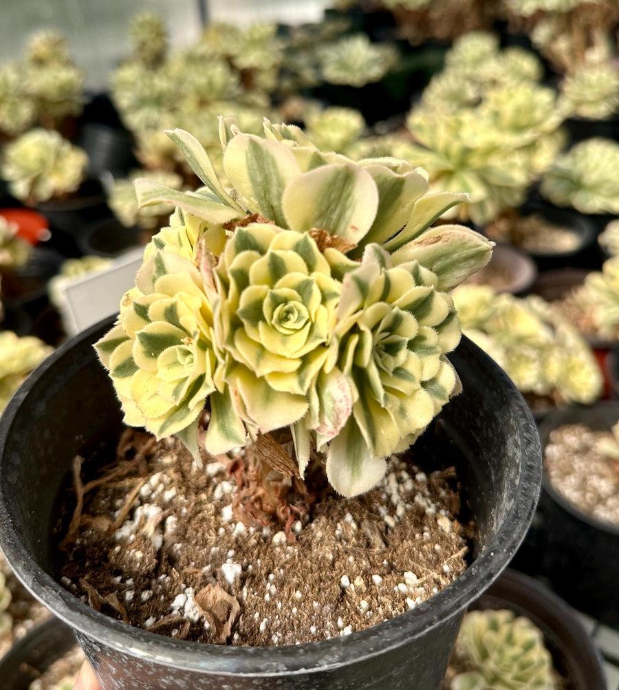 E9 Succulent Aeonium Valor Rare - View 4 from www redcrocus com