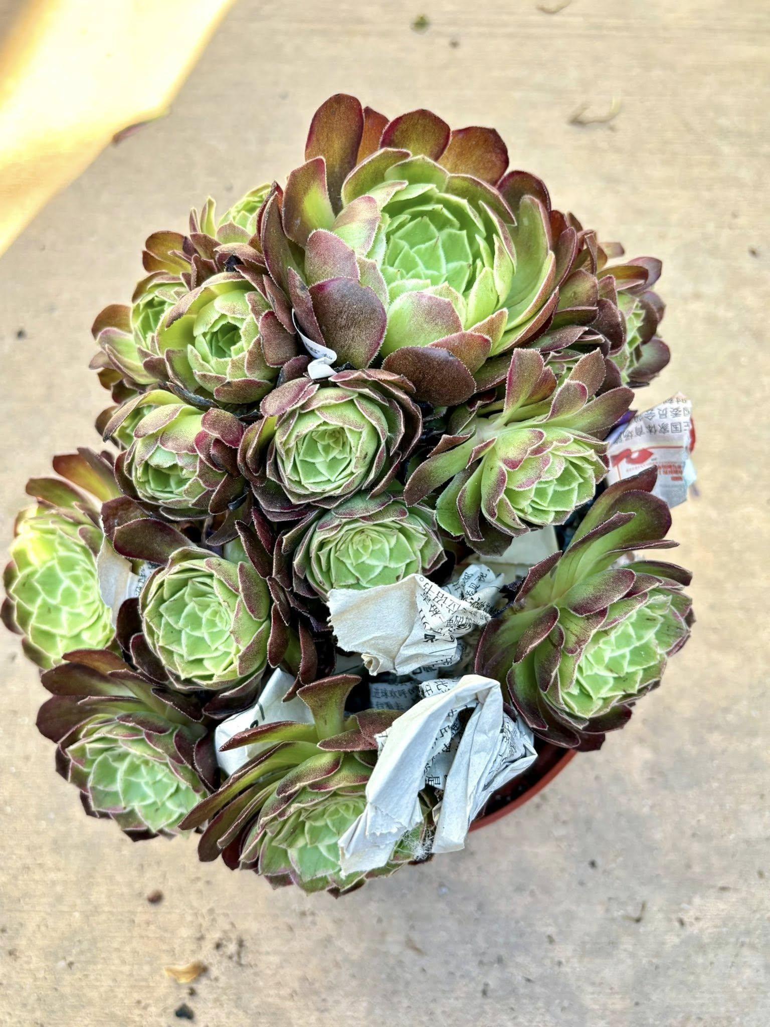 E9 Succulent Aeonium Valor Rare - View 6 from www redcrocus com