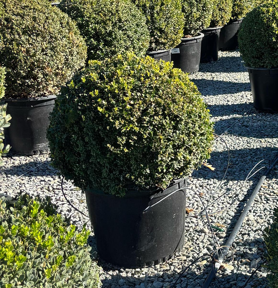 Buxus Green Mountain 15 18 Globe - View 1 from www redcrocus com