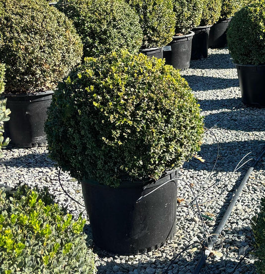 Buxus Green Mountain 15 18 Globe - View 1 from www redcrocus com