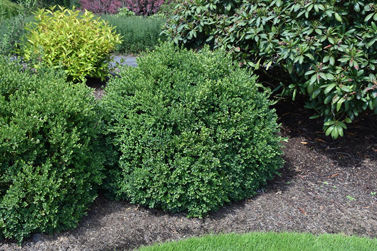Buxus Green Mountain 15 18 Globe - View 30 from www redcrocus com