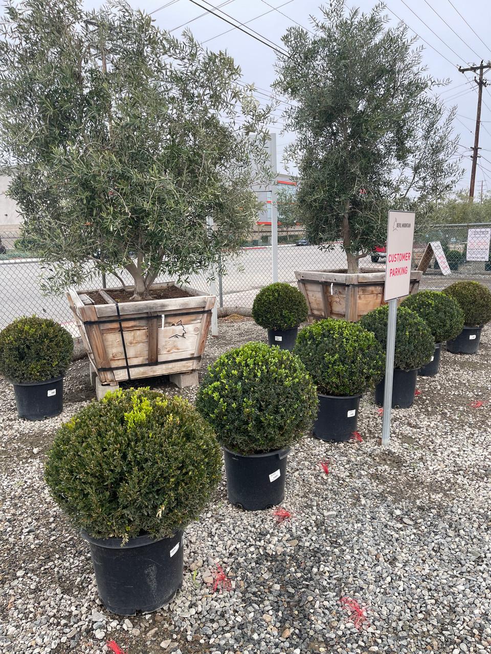 Buxus Green Mountain 15 18 Globe - View 31 from www redcrocus com