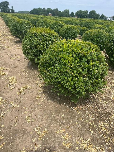 Buxus Green Mountain 15 18 Globe - View 32 from www redcrocus com