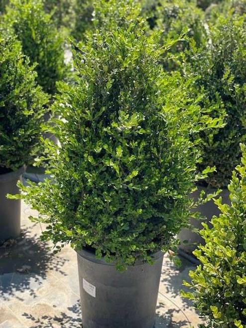 Buxus Green Mountain 15 18 Globe - View 37 from www redcrocus com