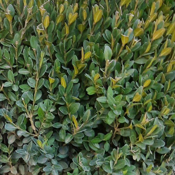 Buxus Green Mountain 15 18 Globe - View 38 from www redcrocus com