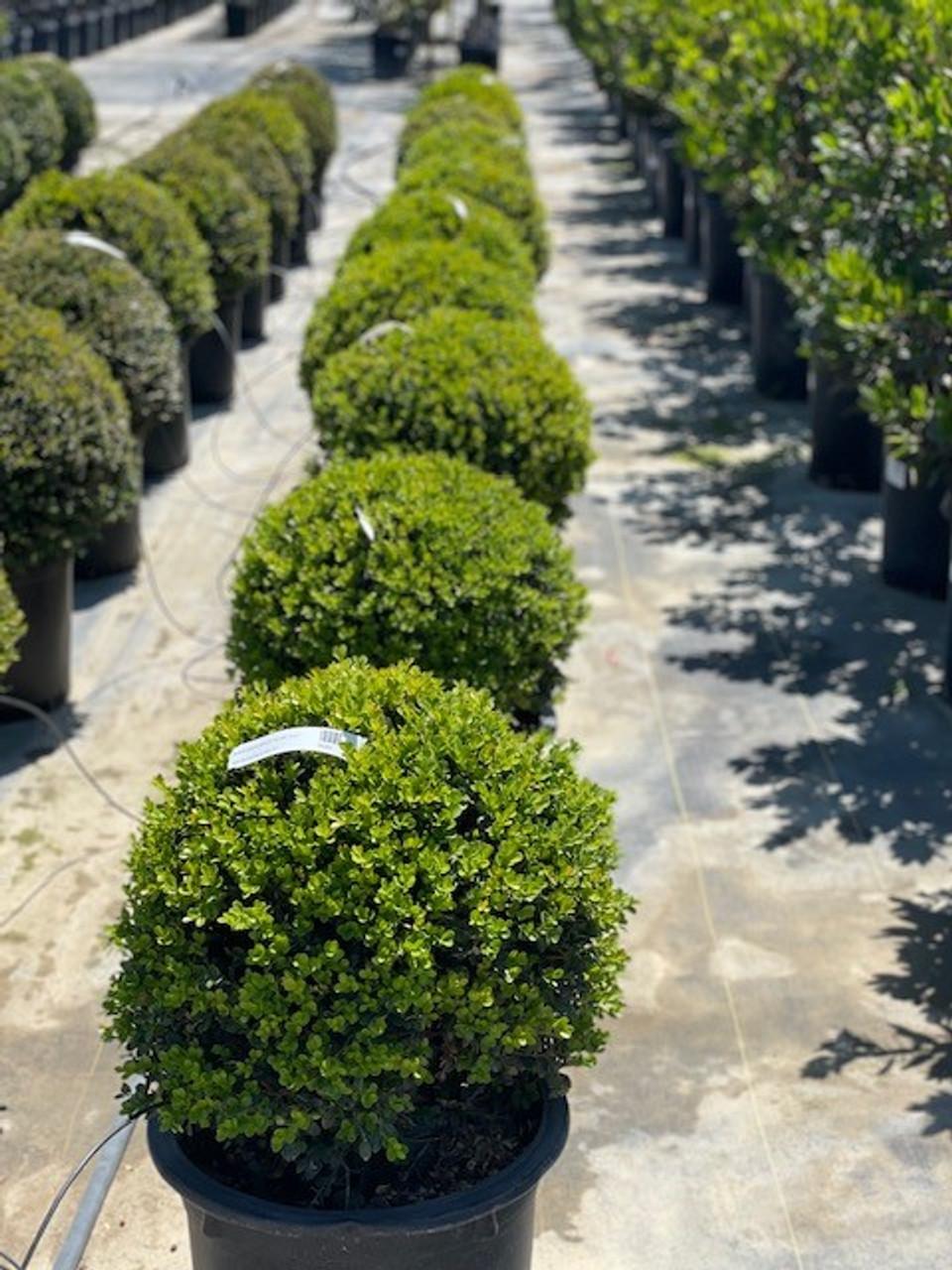 Buxus Green Mountain 15 18 Globe - View 3 from www redcrocus com