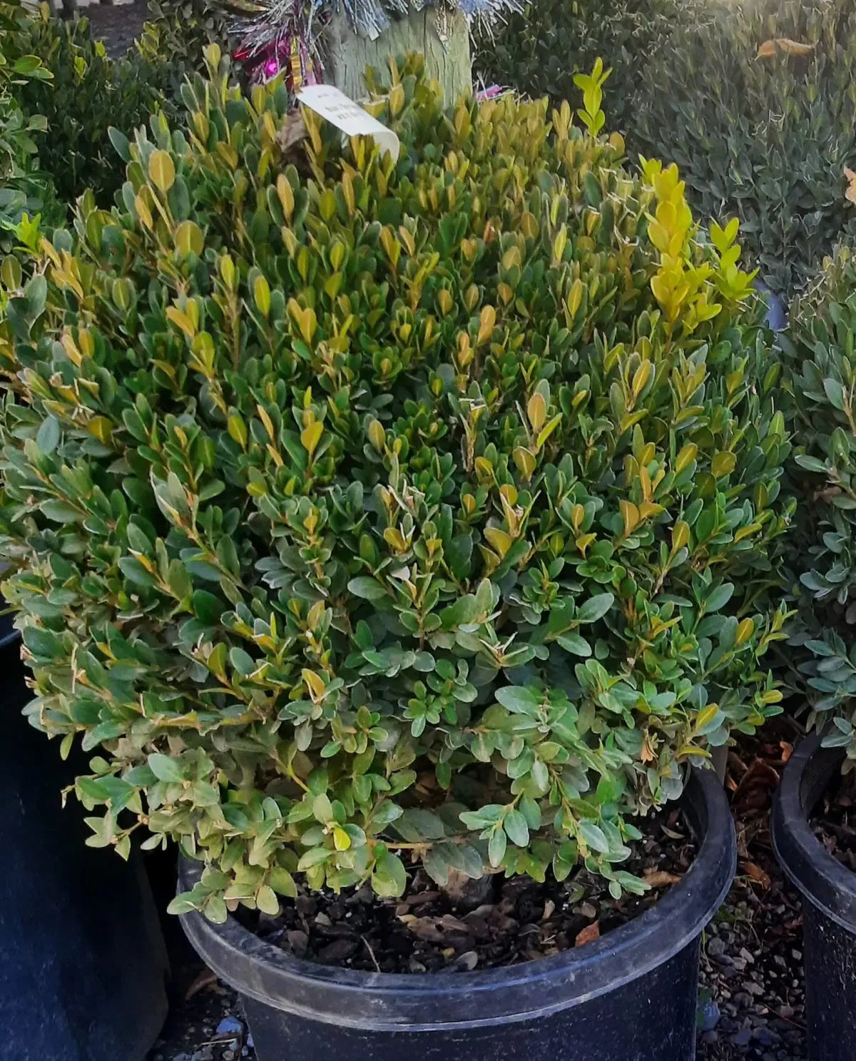 Buxus Green Mountain 15 18 Globe - View 4 from www redcrocus com