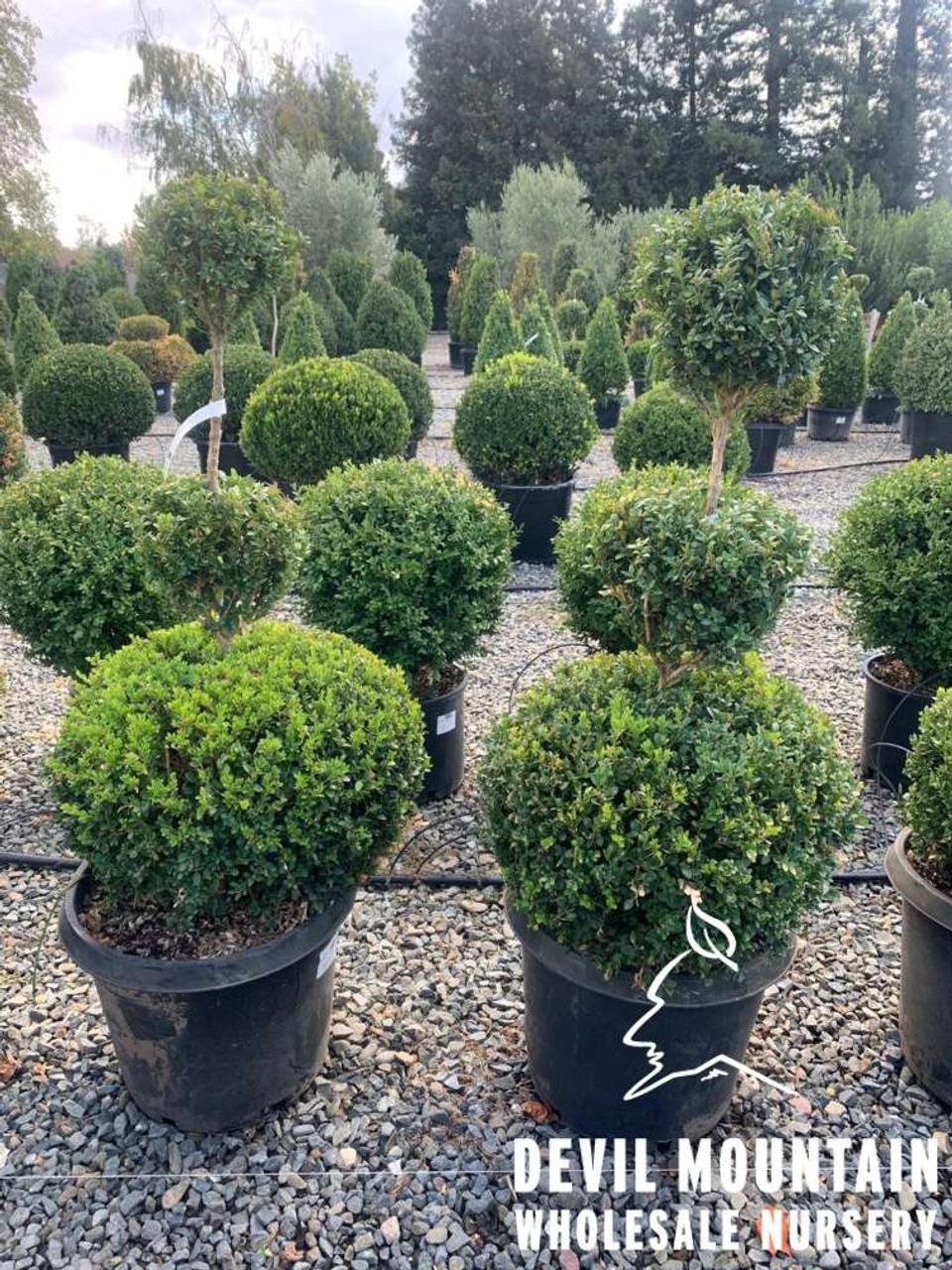 Buxus Green Mountain 15 18 Globe - View 7 from www redcrocus com